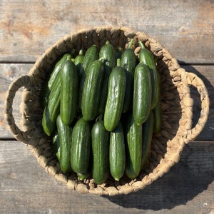 양주농부 미니오이 미니스탑 피클 오이지 스낵 제철 간식용 1kg-5kg