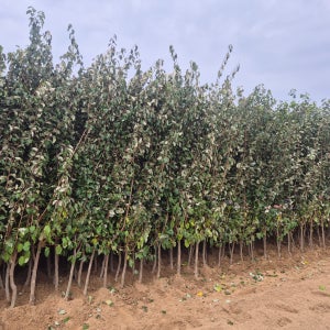 왕보리수나무 결실주 분묘 (4년생) R3~4점