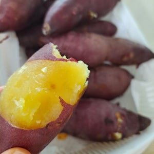 김제 해남 영암 꿀고구마 호박고구마 베니하루카 다이어트용 세척