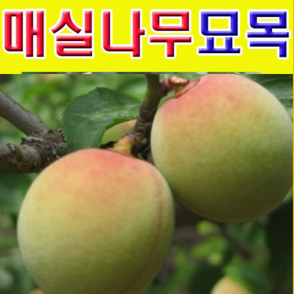 (D소망)홍매실묘목(남고) 접목1년생 2그루