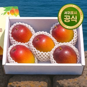국내산 제주 서귀포 프리미엄 미니 애플망고 특상품 2kg 3kg 선물용