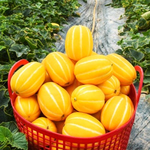 성주참외 산지직송 가정용 못난이참외