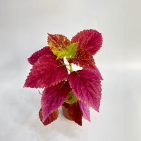 콜레우스 알람바선셋 Coleus 키우기쉬운 실내 실외 식물