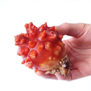 숨비해물 국내산 활멍게1kg