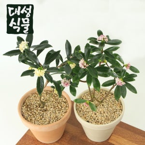 대성식물 천리향 서향 수향 포트 H40cm