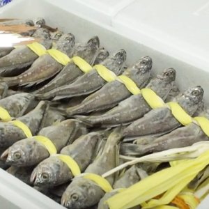 통째로먹는 법성포 영광 햇굴비 70마리/보리굴비 영광굴비 수협수매굴비