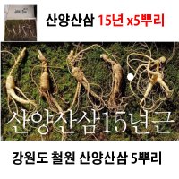 강원도 철원 산양산삼 15년x5뿌리 세트 선물