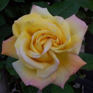 사계향기 유럽정원 넝쿨장미 분양중