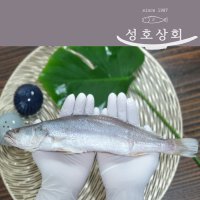 민어조기 24-26cm 5P 영상가이석태 뾰족조기 뾰조기 쪼삣조기 반찬 반건조 손질 제사