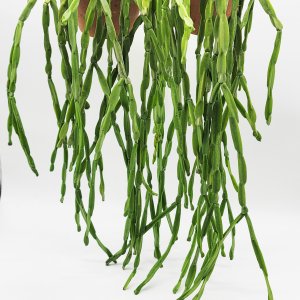 립살리스 (파라독스) 대형 공기정화식물 플랜테리어 키우기쉬운식물