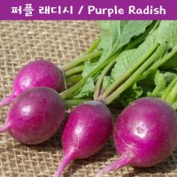 래디시 키우기세트 퍼플 래디시 Purple Radish 교육,체험용