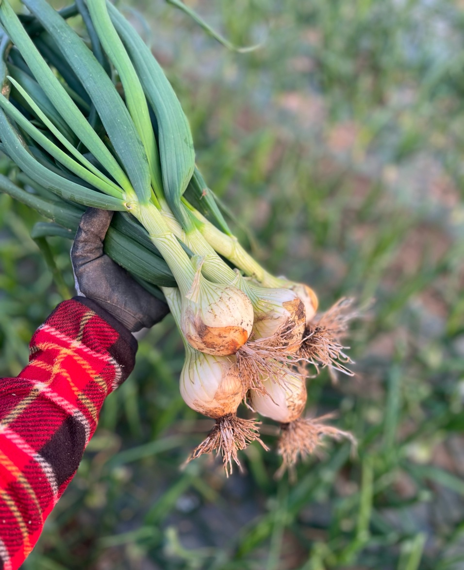 제주 줄기<b>양파</b> 햇<b>양파</b> 제주도 조생<b>양파</b> 미니 적<b>양파</b> 3kg 5kg