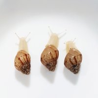 [달팽이키우기] 백와달팽이 3cm이하 1마리