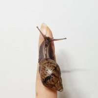 [달팽이키우기] 흑와달팽이 3cm이하 1마리