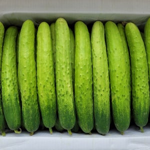 야채왕 백오이 50개 백다다기오이 아삭이오이