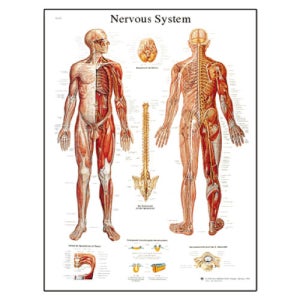 신경시스템 차트 ( Nervous System )- vr1620