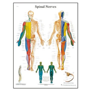 말초신경 차트 ( Spinal Nervous )- vr1621
