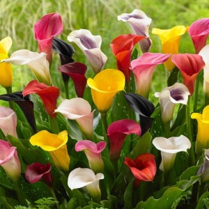 카라 구근 특선 칼라 여름 꽃 오리지널