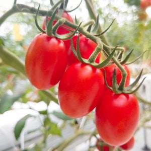 산지직송 대추 방울토마토 최상급 프리미엄 로얄과 2kg 대간농장