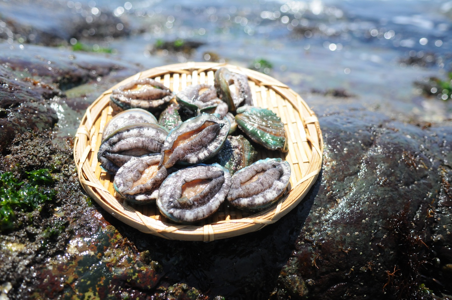 산지직송 완도 활전복 1kg 선물세트 산소포장