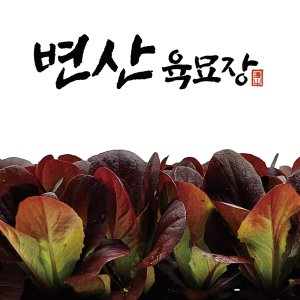 모종 최저가 가성비상품