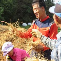 금산인삼 수삼 난발삼 초복 삼계탕용 5년근 6년근