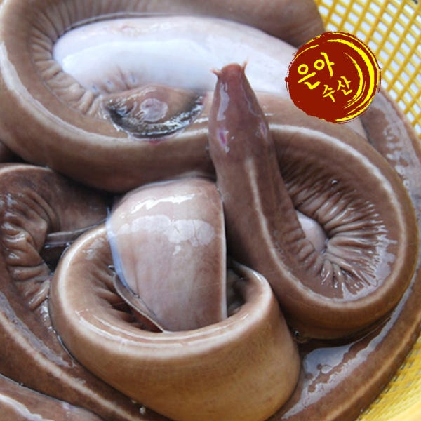 살아서 도착하는 국내산 먹 장어 활 꼼장어 1kg 손질후(750g내외)
