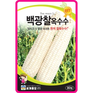 옥수수 씨앗 80립 / 백광찰 채소씨앗 찰옥수수 키우기 종자