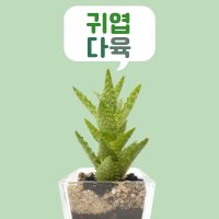 귀엽다육 미니 천대천금 다육이 공기정화 인테리어 플랜테리어 홈가드닝 집들이 어버이날 기념일