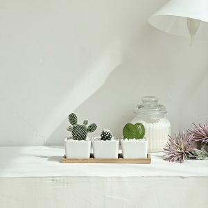 다육이 미니선인장 우드 트레이 세트