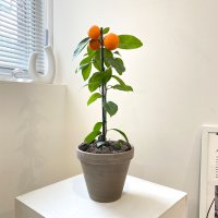 집에서 키우는 오렌지레몬나무 기본포트 식물 키우기