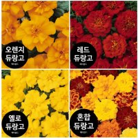 프렌치 메리골드 듀랑고 컬러선택(꽃씨앗/10립)식용,꽃차Marigold Durango