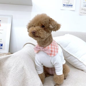 멜란 체크 강아지 고양이 케이프 3color 에스펙트 핸드메이드 액세서리
