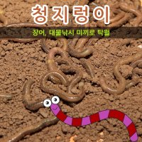 청지렁이(장어미끼 대물낚시)