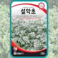 설악초씨앗 30립 / 야광초 월광초 종자 꽃씨몰 Euphorbia marginata