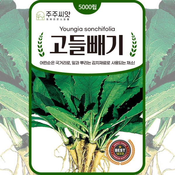 고들빼기씨앗 종자 씨 5천립 꼬들빼기 나물 김장채소