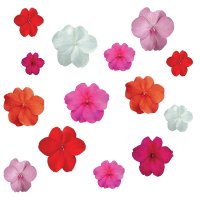 임파첸스, 서양봉선화 대즐러 컬러선택(꽃씨앗/10립)Impatiens