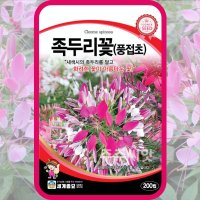 풍접초 씨앗 족두리꽃 200립 / 꽃씨 몰 왕관꽃 백화채 양각채 Spider flower