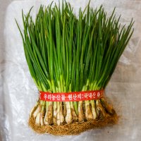 [서울 전 지역 배달] 알싸한 쪽파 1kg [수유 정선상회]