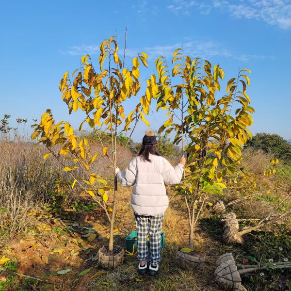 포포나무 대과종 자가수정 결실주 묘목 자이언트
