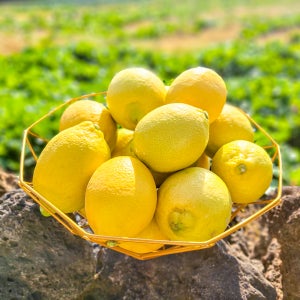제주 레몬 3kg