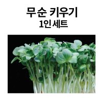 DIY KIT 무순 새싹키우기 1인 식물기르기 새싹채소