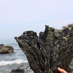 청정해역 부산 기장해풍미역 부드러운 자연산미역 500g, 1개