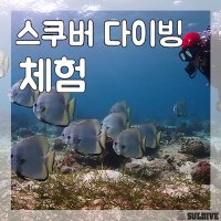 스킨 스쿠버 다이빙 체험