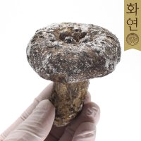 자연산 능이버섯 [특품] 냉동1Kg / 건조100g [화연]