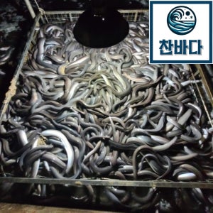 국산 프리미엄 자포니카 민물장어 1kg (2마리) 손질후 650g 내외 초생강+소스 제공