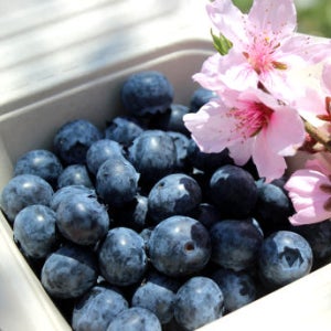 2026년 국산 블루베리 무농약 햇블루베리 생블루베리 생과