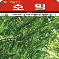 호밀 씨앗 30g a0784