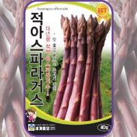 아스파라거스 씨앗 40립 / 적 아스파라거스Asparagus seed 이색종자 다년생 채소 씨앗