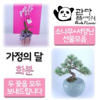 PFCA-001 엄니 어버이날 꽃선물 도자기분재 보자기 난